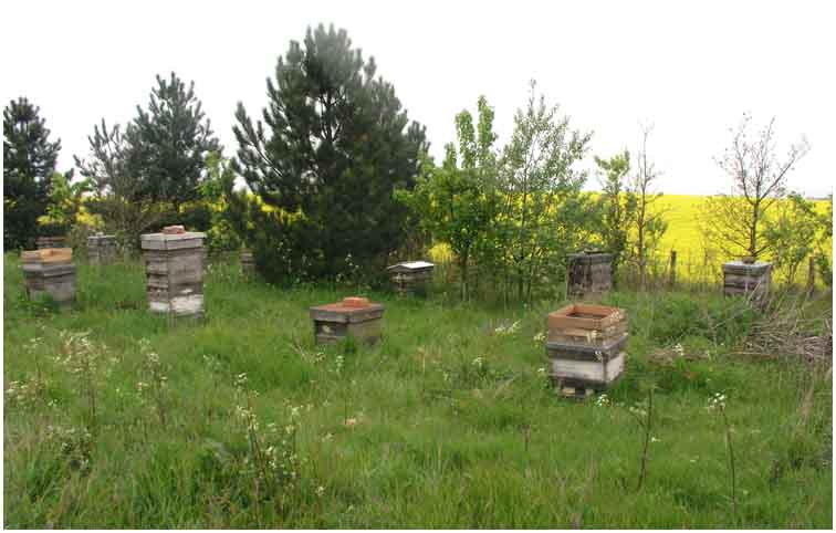 Bee Hives