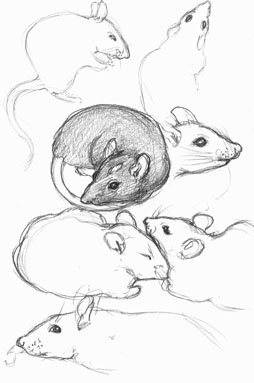 Rats at The London Show