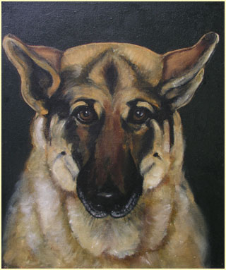 Alsatian dog