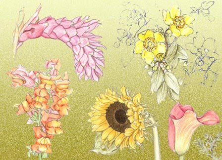 Flowers, shrubs, shells