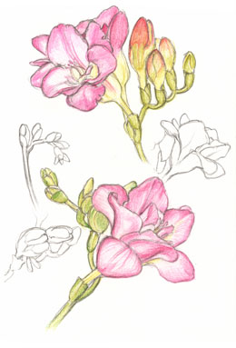 Freesia
