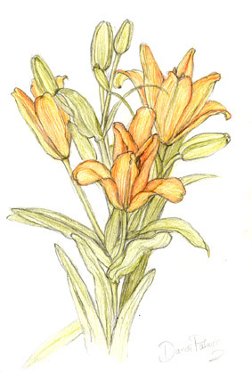 orange lilies