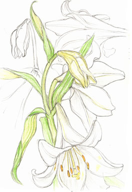 white lilies