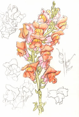 snapdragon