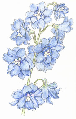 Delphinium