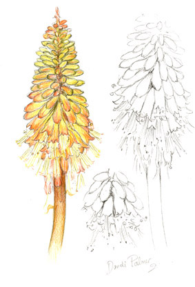 Kniphofia, red hot poker
