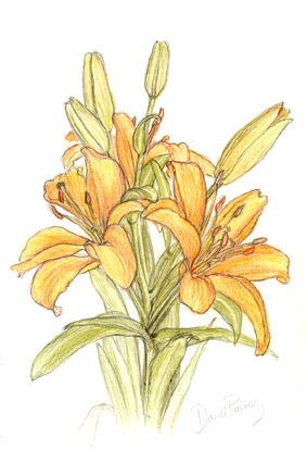 orange lilies