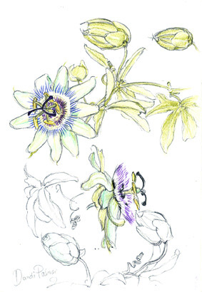 Passionflower