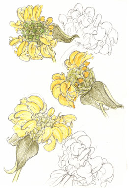 Phlomis
