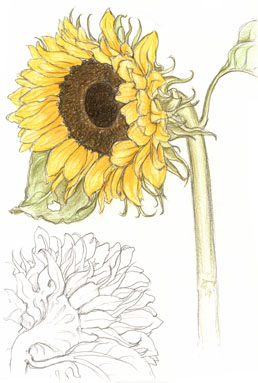 Sunflower