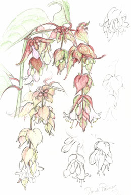 Leycesteria