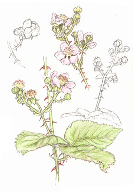 Blackberry
