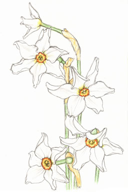 Pheasant's Eye Narcissus