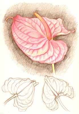 Anthurium