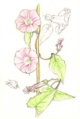 Pink Bindweed 