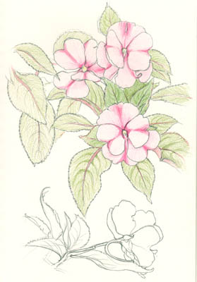 Impatiens