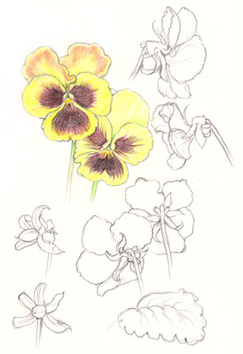 Pansies 