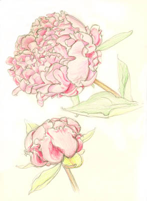 Peony 