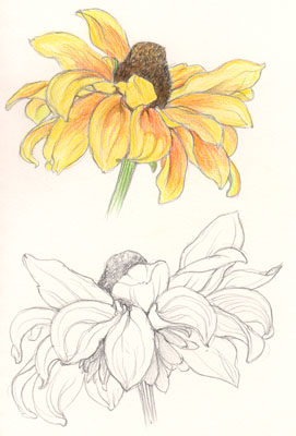 Rudbeckia