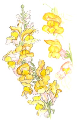 Antirrhinum (Snapdragon)