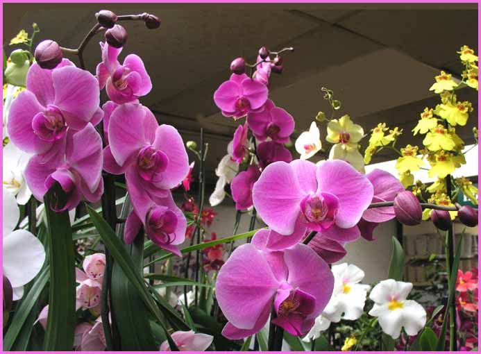 Phalaenopsis - Moth Orchid