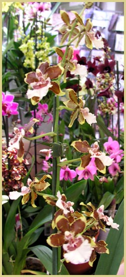 Oncidium