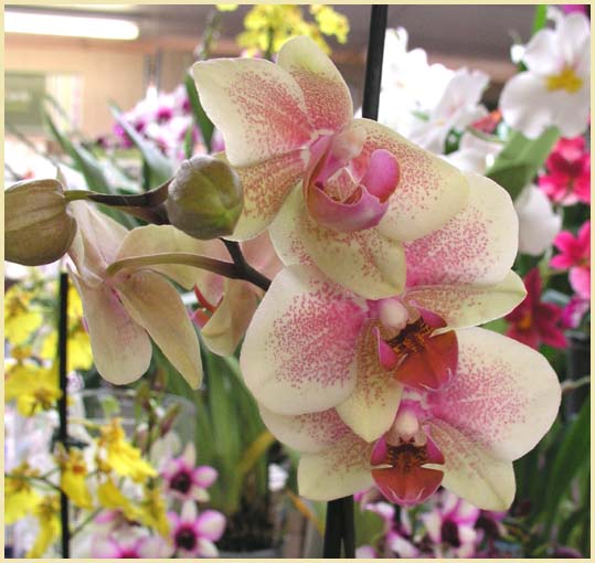 Phalaenopsis - Moth Orchid