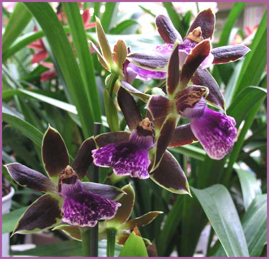 Zygopetalum