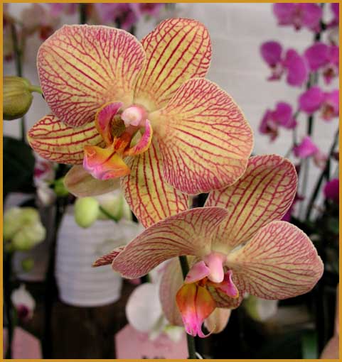 Phalaenopsis - Moth Orchid