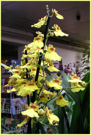 Oncidium