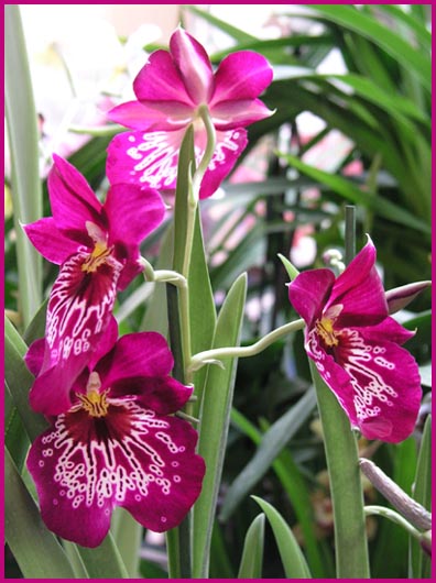 Miltonia