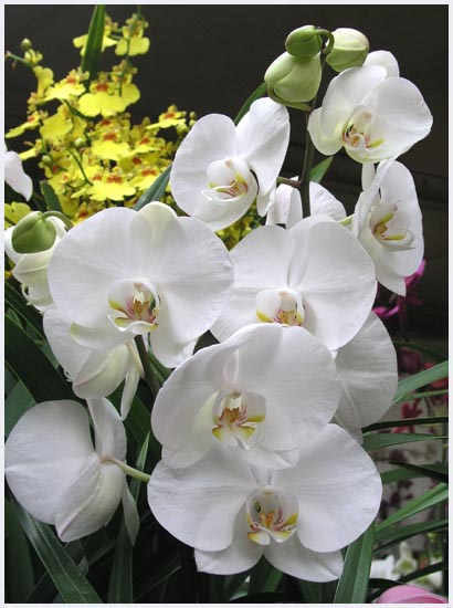 Phalaenopsis - Moth Orchid