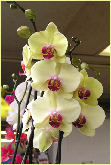 Phalaenopsis - Moth Orchid