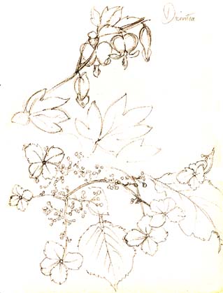 Dicentra and Hydrangea