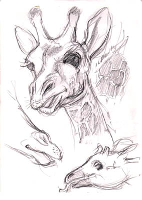 Giraffe and Okapi