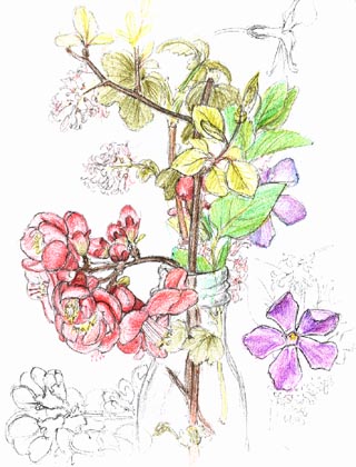 Japonica, Periwinkle