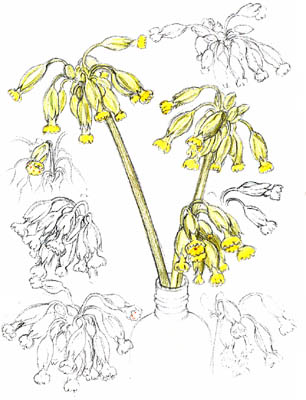 Cowslips