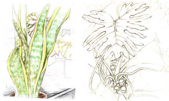 Sansevieria trifasciata, Philodendron