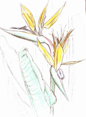 Strelitzia