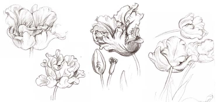 Parrot Tulips