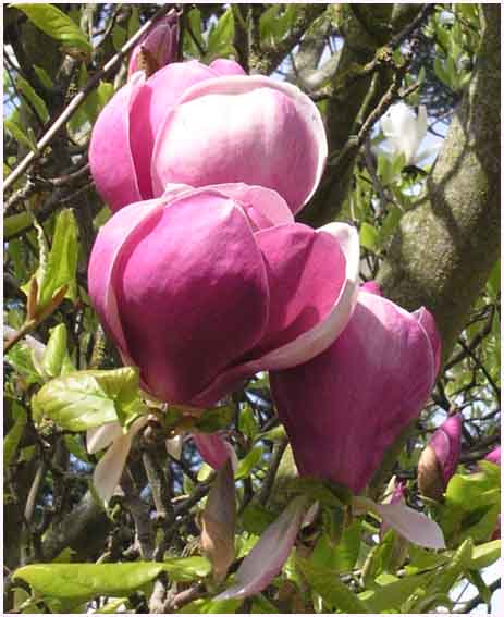 Magnolia
