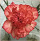 carnation