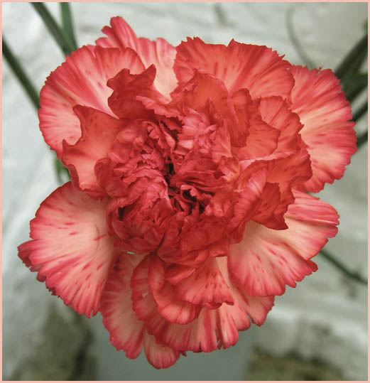 Carnation