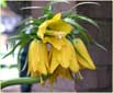 Crown Imperial