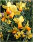 Daffodils