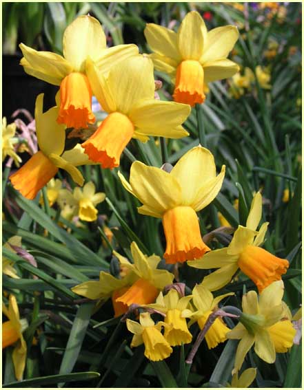 Daffodils