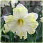 White Daffodil