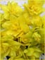 Double Daffodils