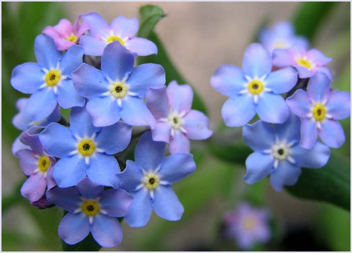 Forget-me-nots