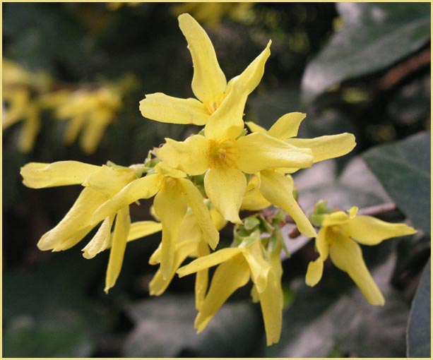 Forsythia